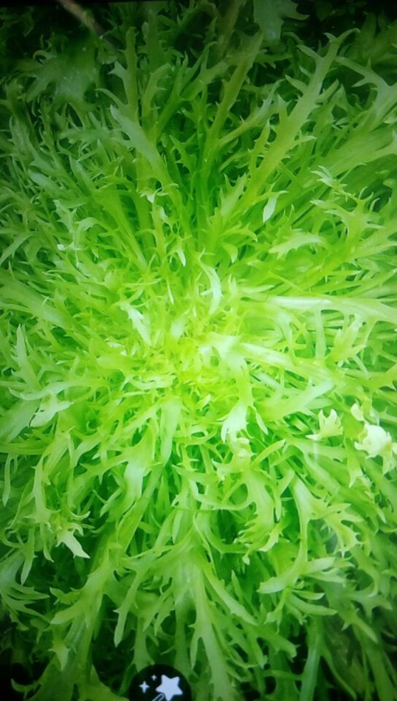 苦菊20~25cm