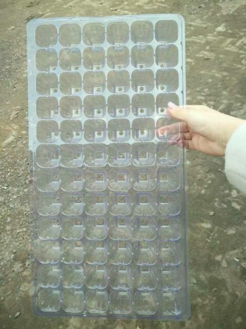 穴盘育苗盘营养盘，育苗穴盘，苗盘植物育苗专用盘