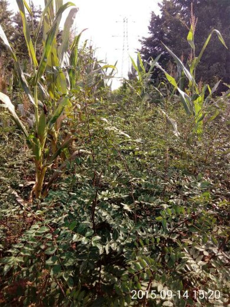 花椒苗0.5~1年