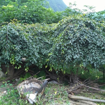 造型树