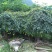 造型树