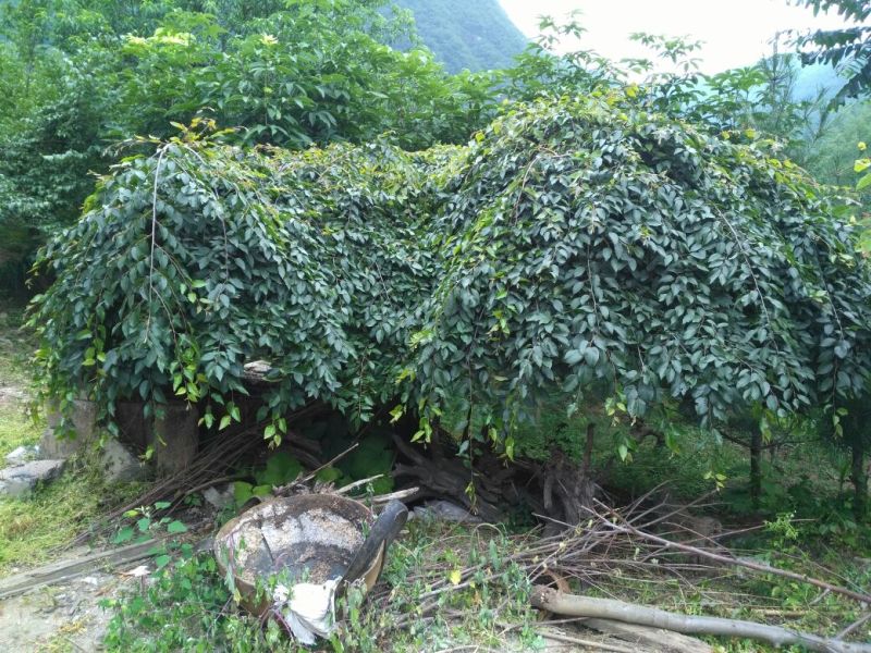 造型树