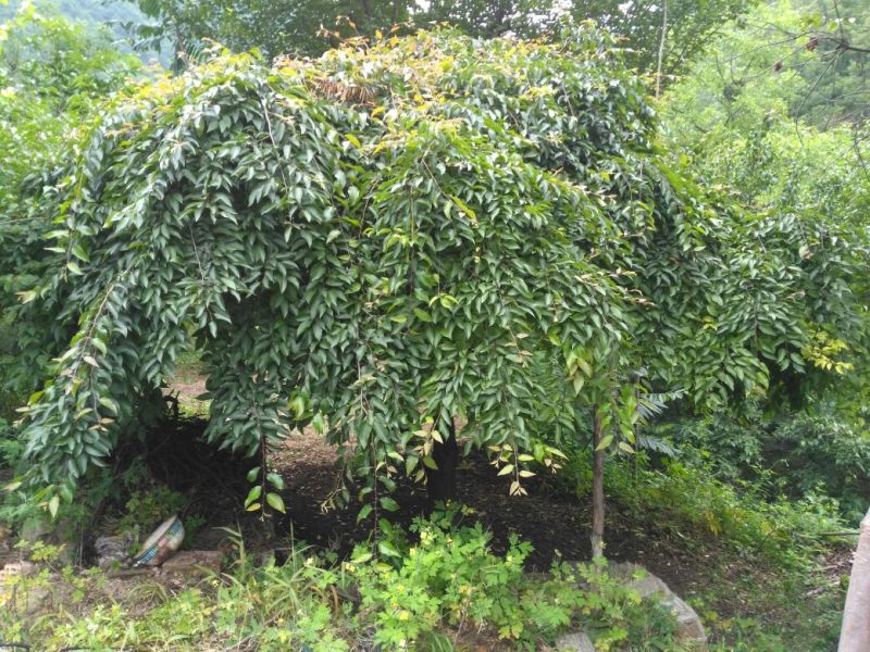 造型树