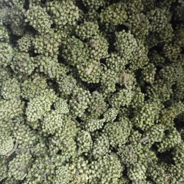 三七花无柄