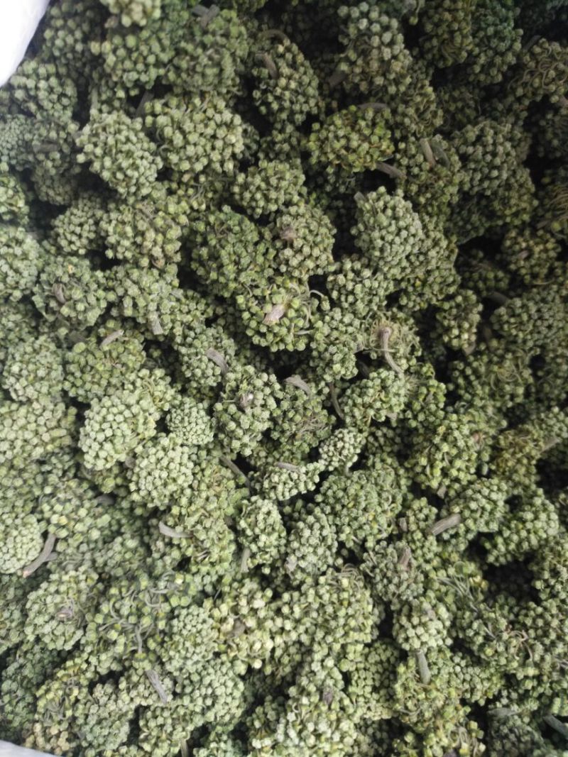 三七花无柄