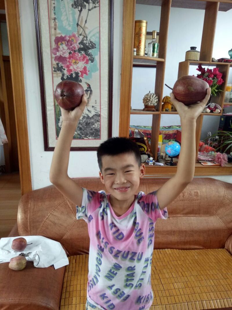 早酥红梨苗150~200cm0.8~3cm