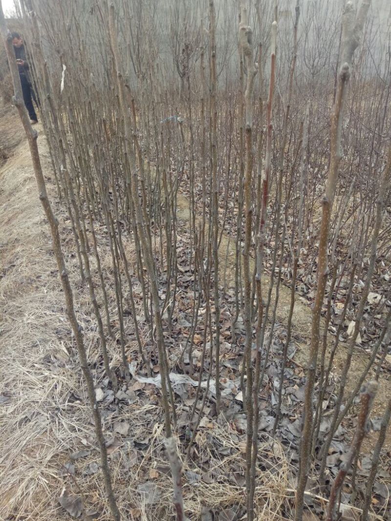 早酥红梨苗150~200cm0.8~3cm