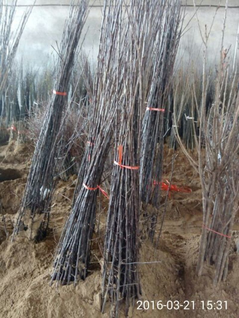 早酥红梨苗150~200cm0.8~3cm