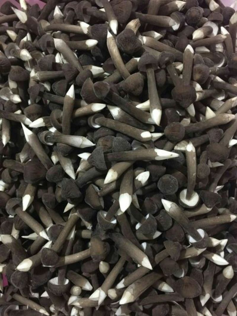 黑皮鸡枞