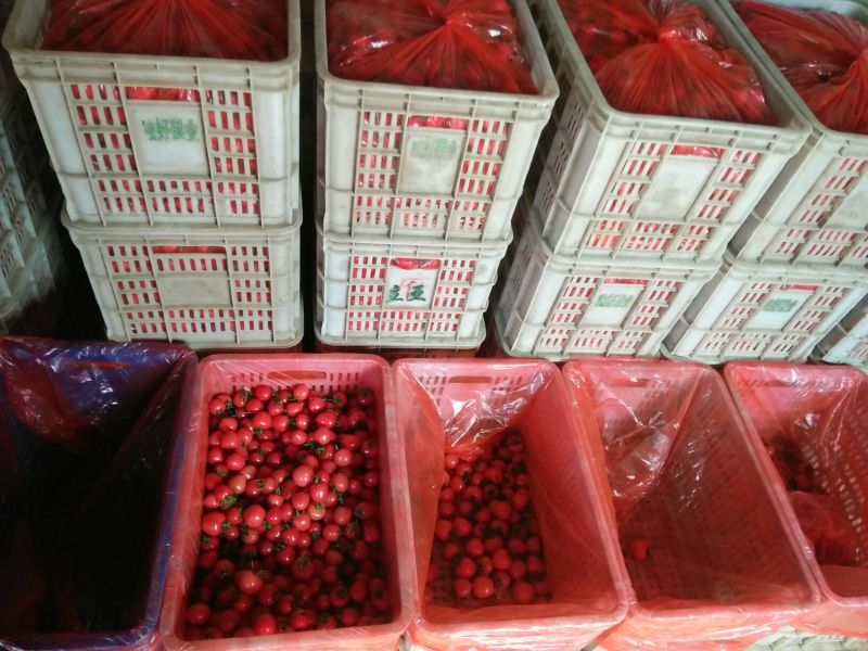 千禧圣女果(贝贝圆粉釜山88)质量好/一件代发/超市专供