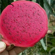 黄龙黄龙果苗红心火龙果苗30~50种苗大鹏在植