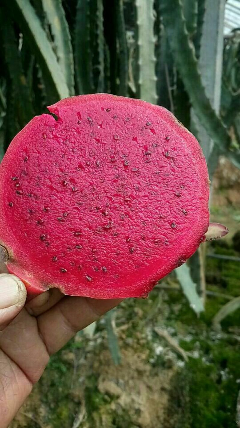 黄龙黄龙果苗红心火龙果苗30~50种苗大鹏在植