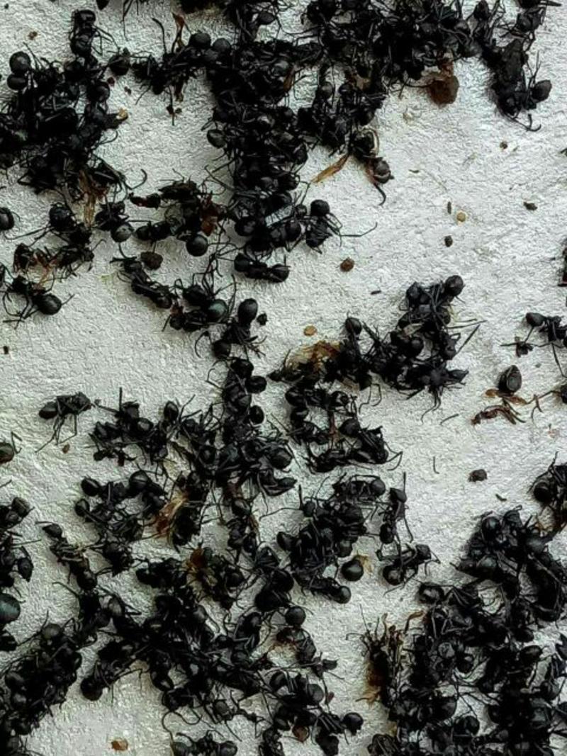 黑蚂蚁1公斤起批无硫无添加不包邮只做正品