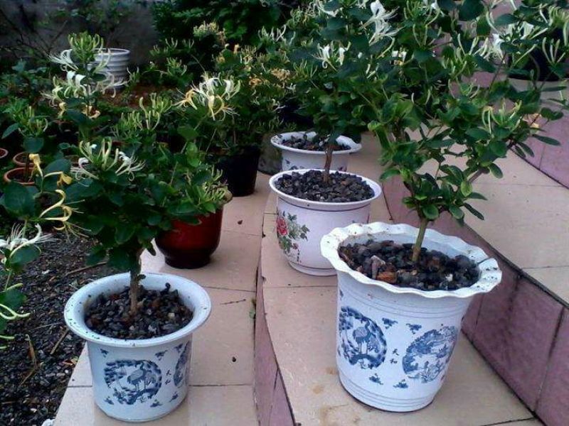 金银花1米以下