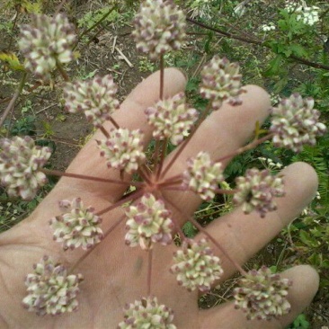 浙江白花前胡种子供应