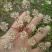浙江白花前胡种子供应