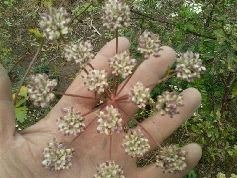 浙江白花前胡种子供应