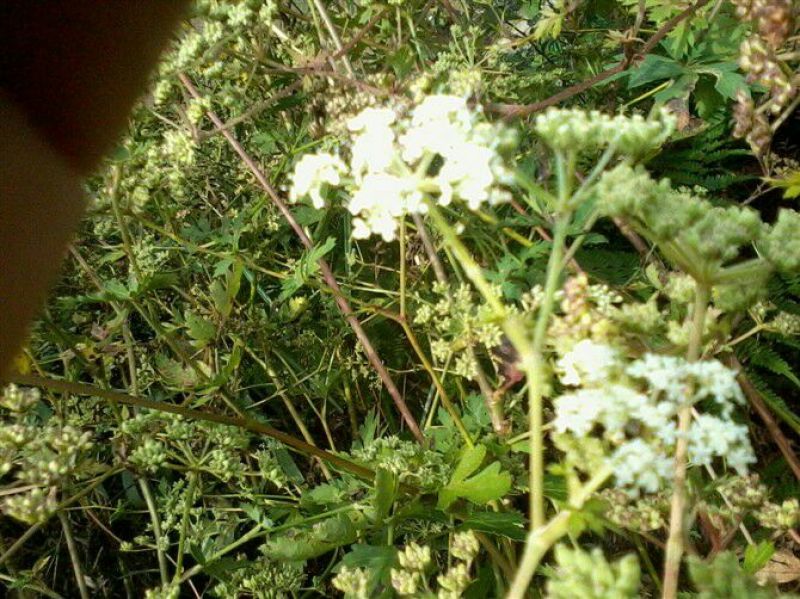 浙江白花前胡种子供应