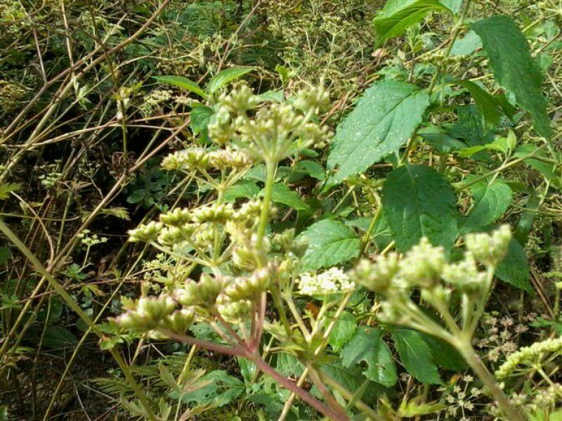 浙江白花前胡种子供应