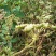浙江白花前胡种子供应
