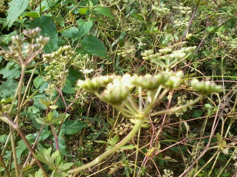 浙江白花前胡种子供应
