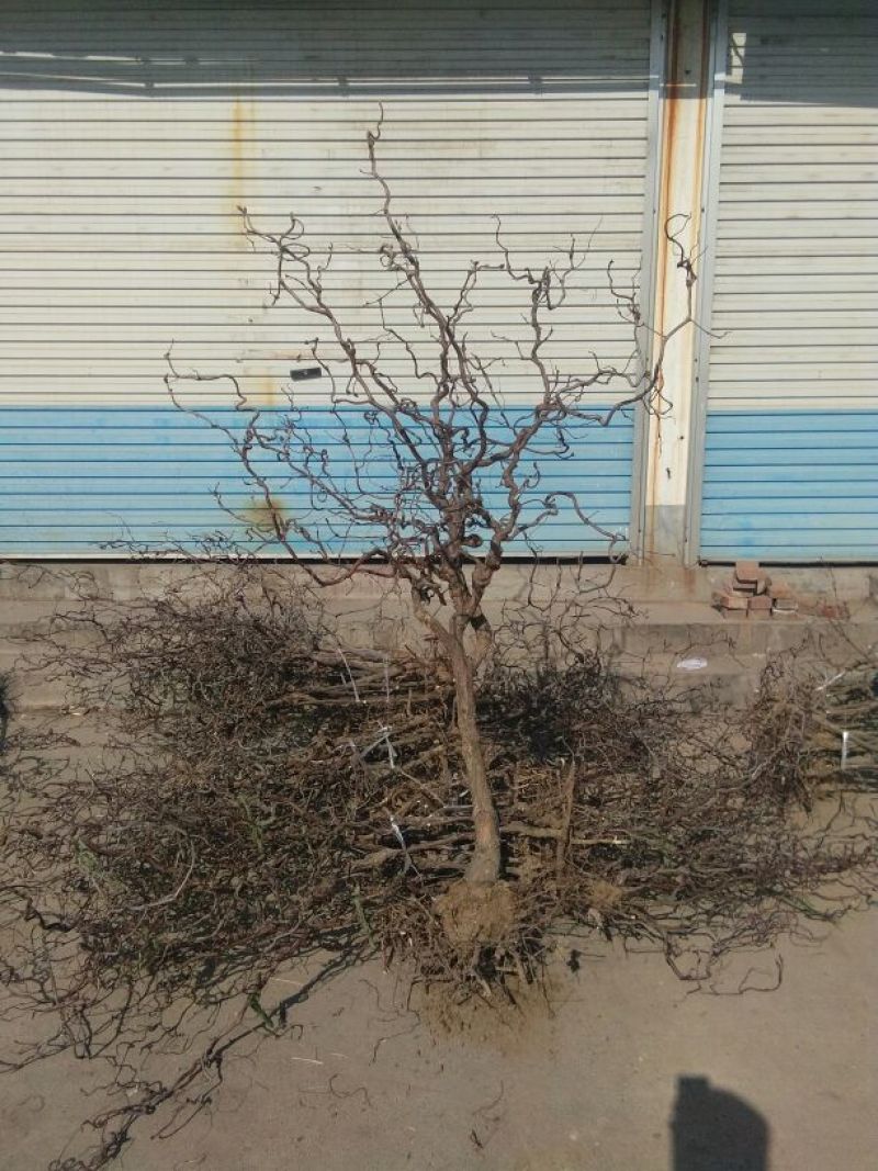 冬枣树苗80~110cm