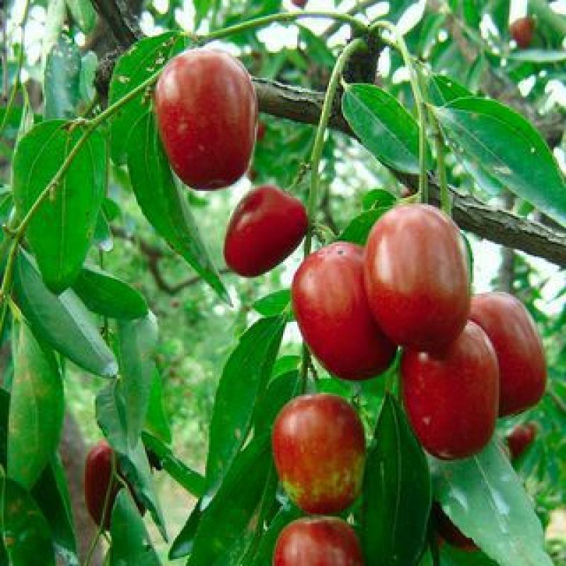 枣树苗50~80cm