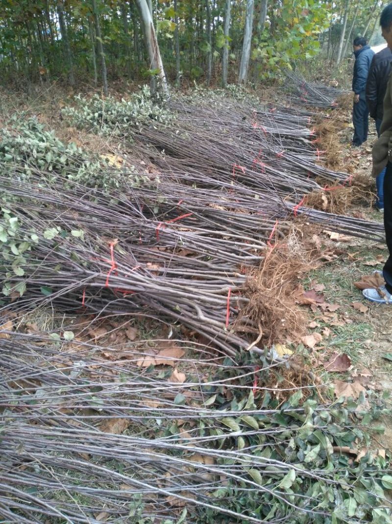 苹果树苗80cm以上