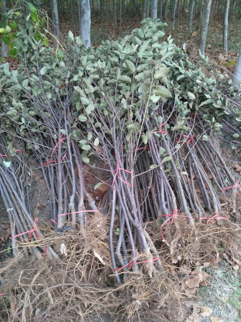 苹果树苗80cm以上
