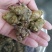 三七20头统货