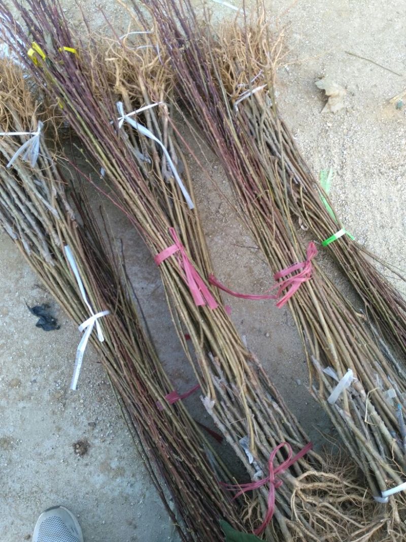李子树苗50~100cm