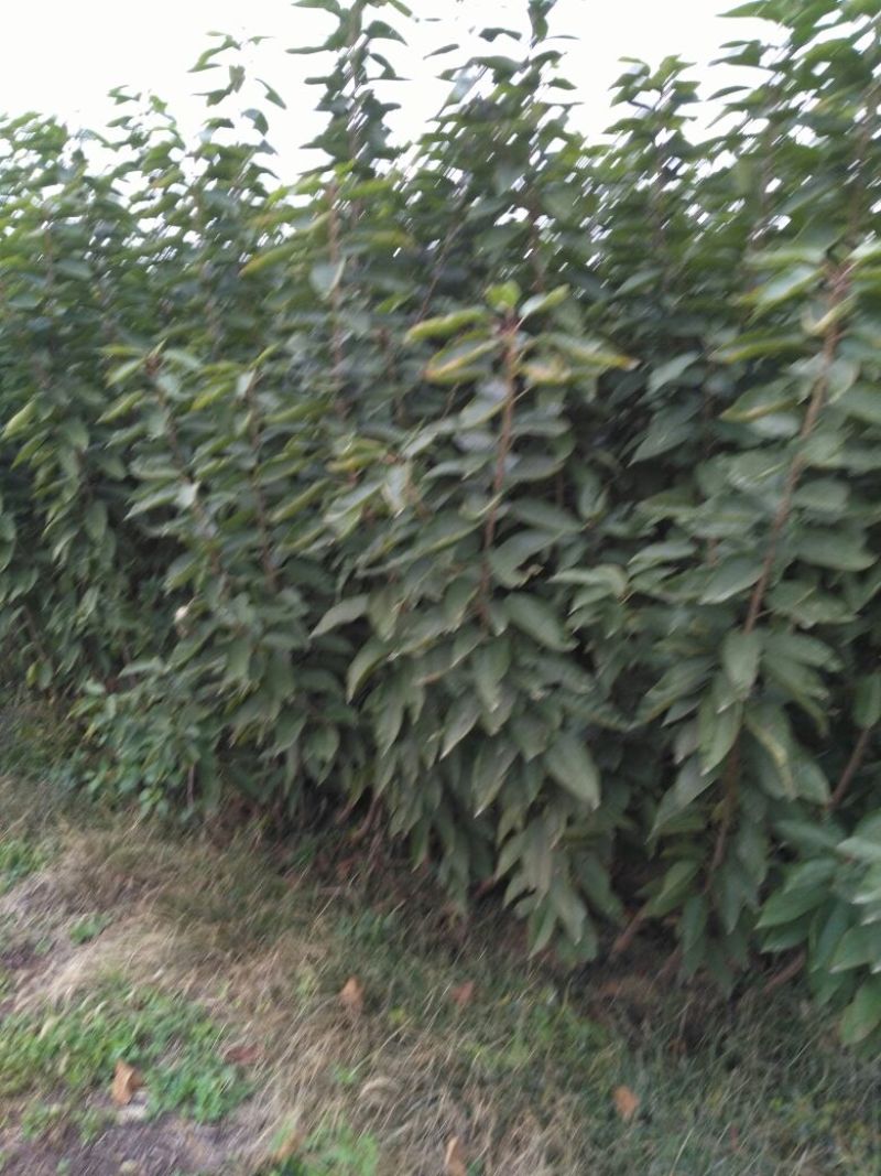 李子树苗50~100cm