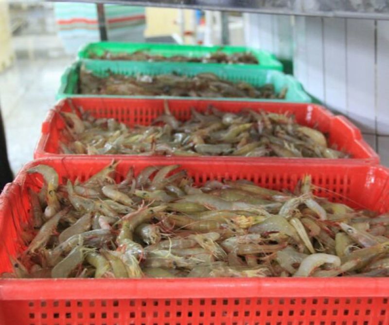 基围虾食用活虾
