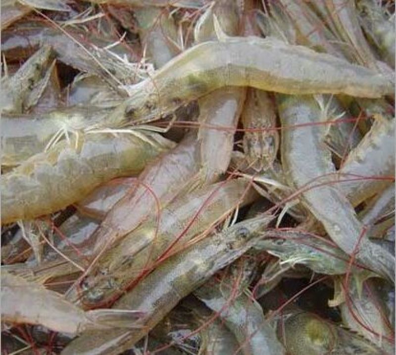 基围虾食用活虾