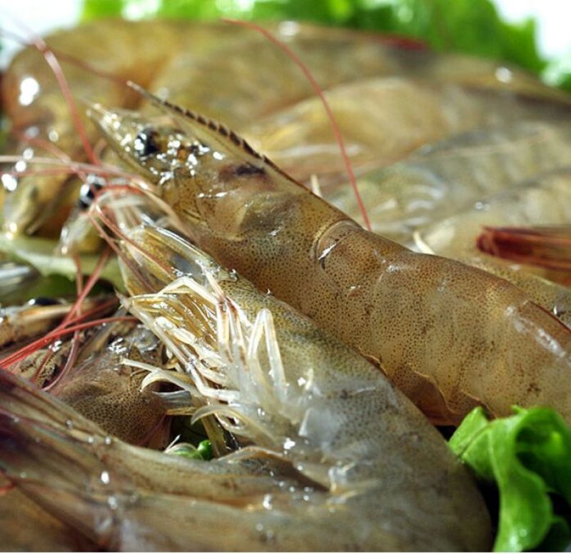基围虾食用活虾