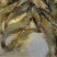 基围虾食用活虾