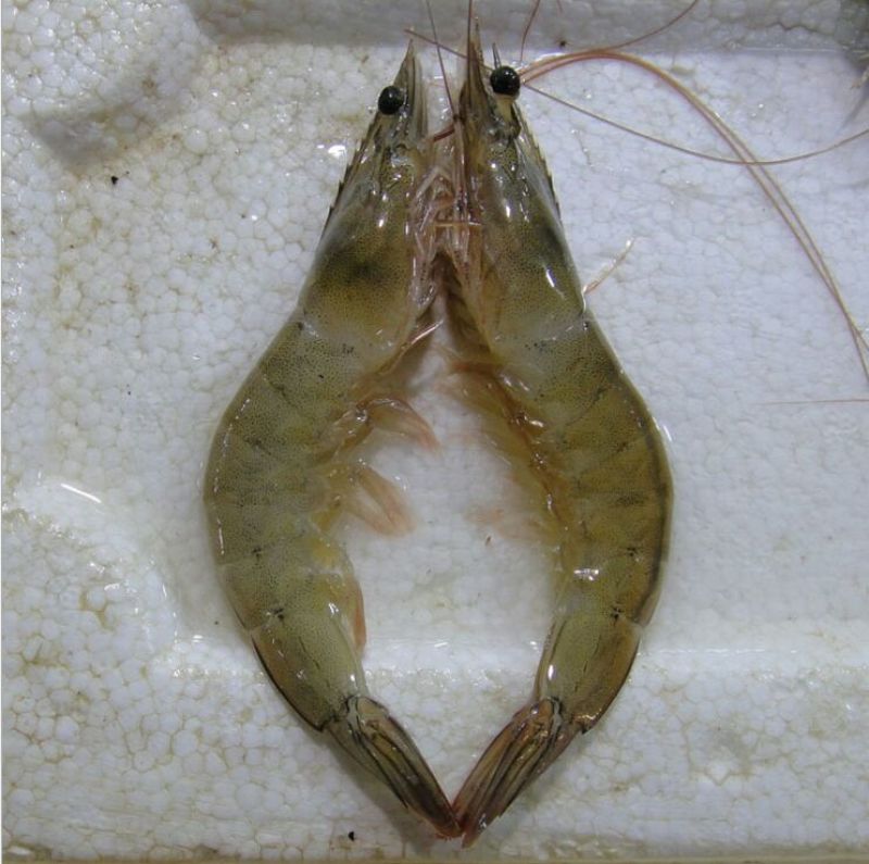 基围虾食用活虾