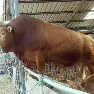 鲁西黄牛200~300kg