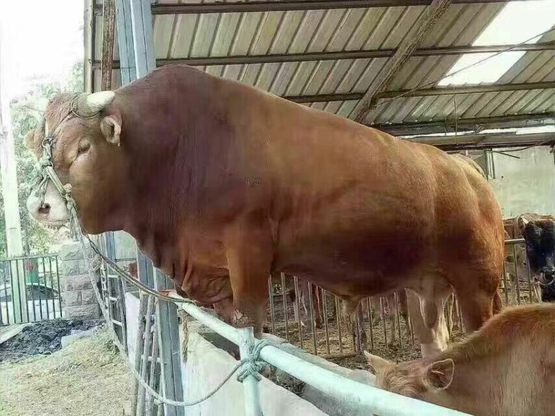 鲁西黄牛200~300kg