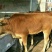 鲁西黄牛200~300kg