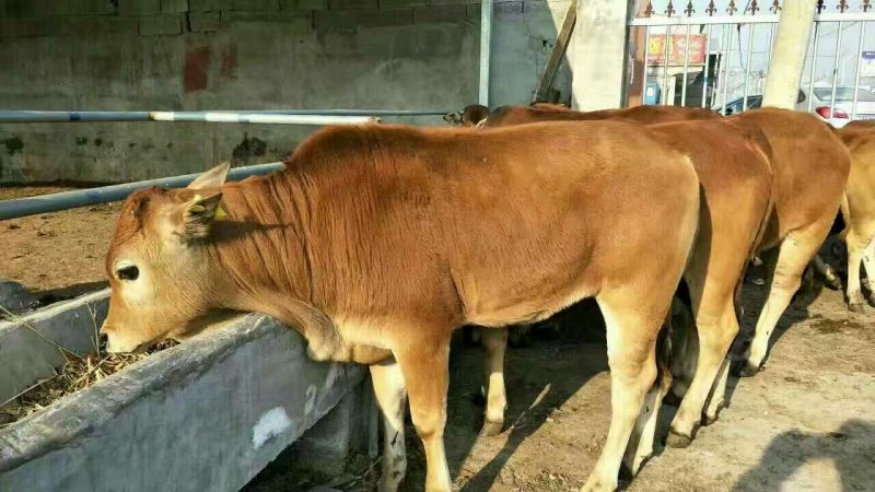 鲁西黄牛200~300kg