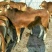 鲁西黄牛200~300kg
