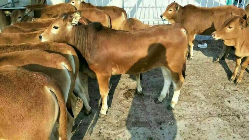 鲁西黄牛200~300kg