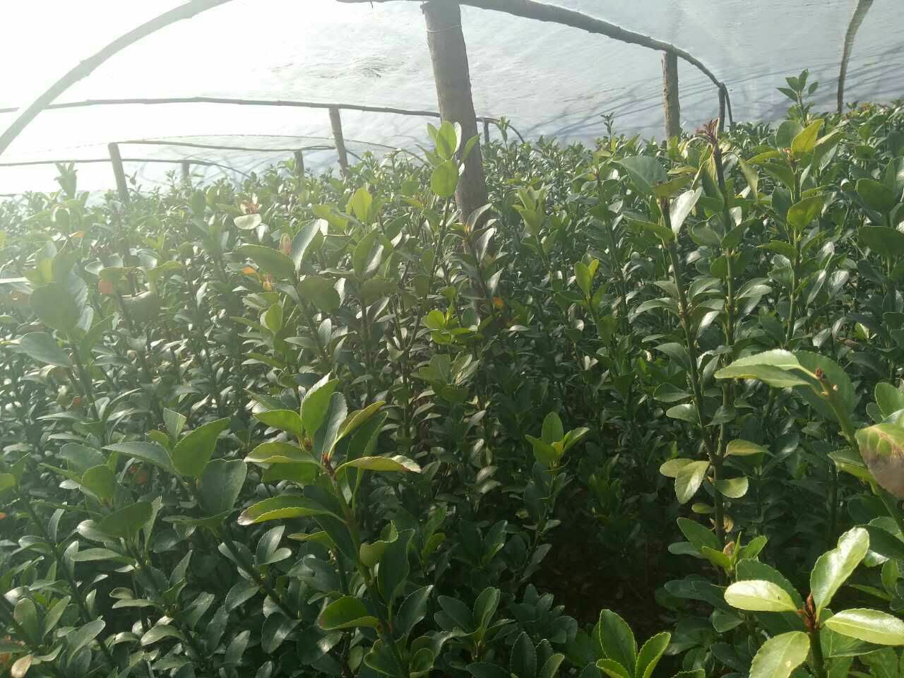 果园使用遮阳网和反光膜进行光照管理 果园使用遮阳网和反光膜的实景图