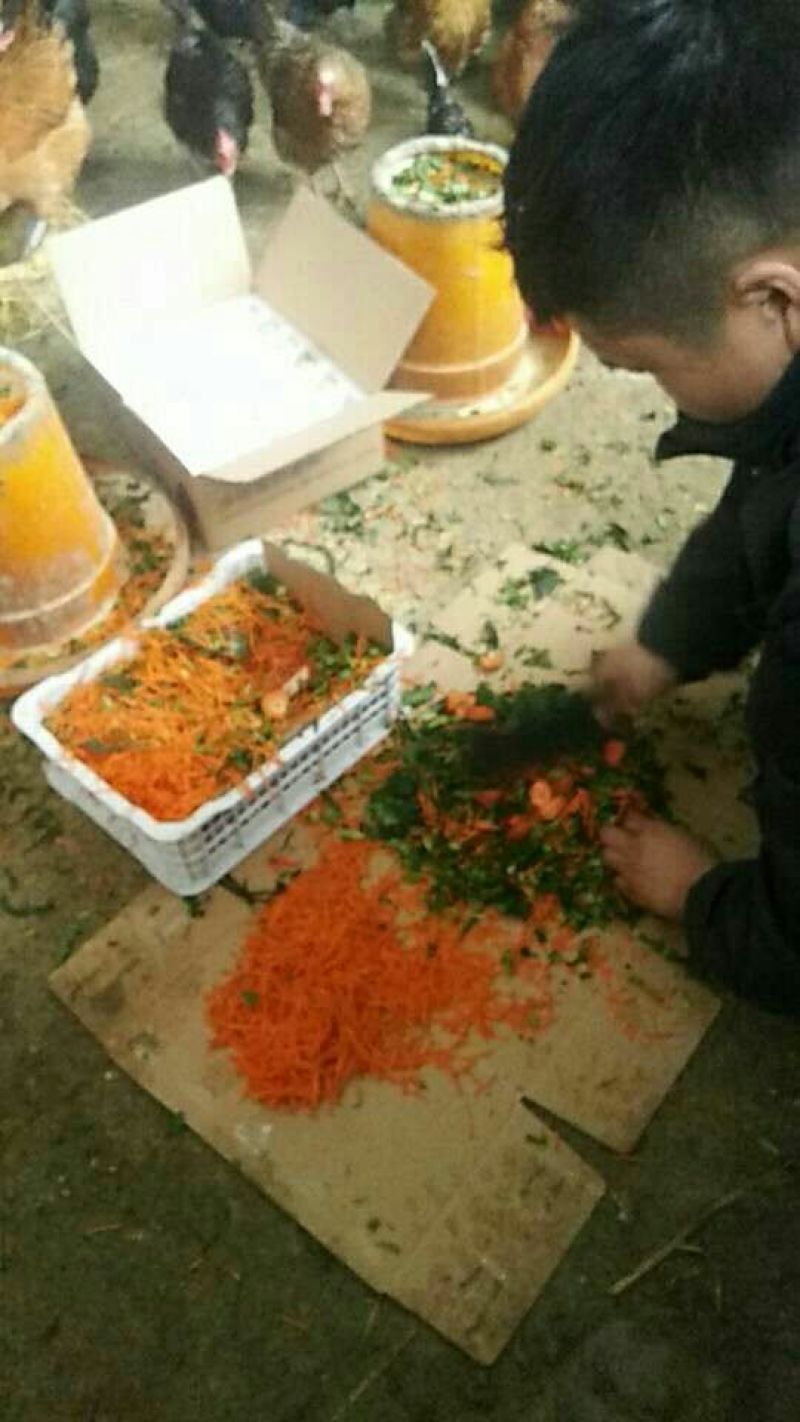土鸡蛋40~50g食用