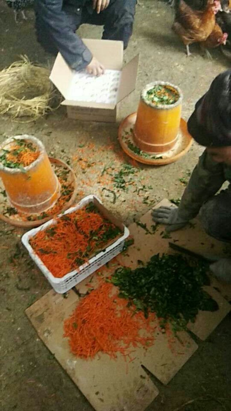 土鸡蛋40~50g食用