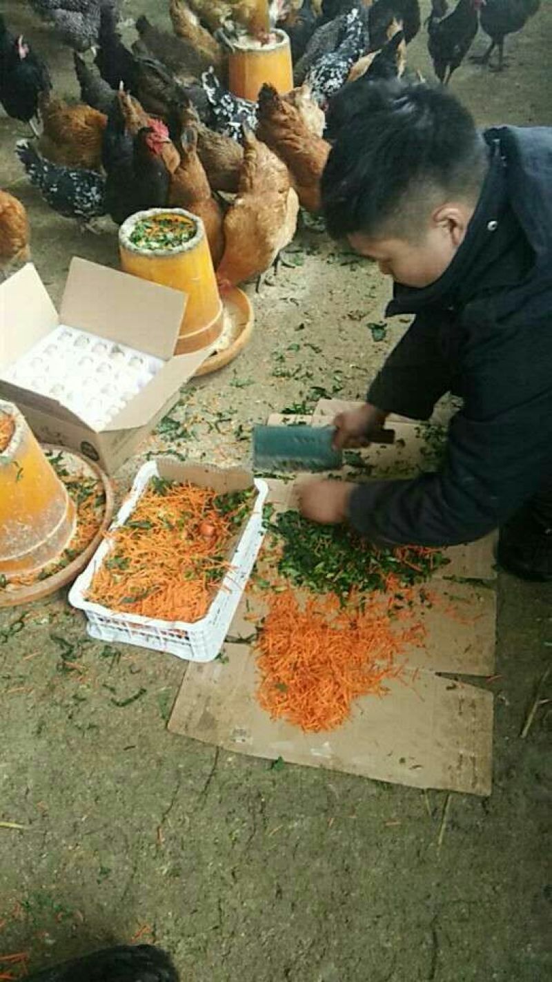 土鸡蛋40~50g食用