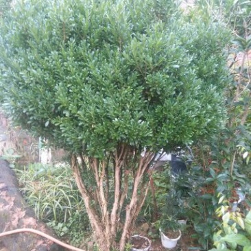 小叶黄杨苗30~40cm