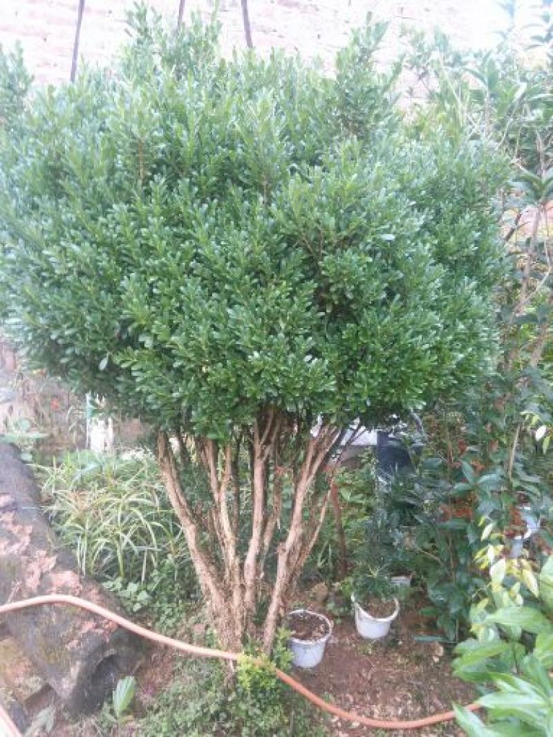 小叶黄杨苗30~40cm
