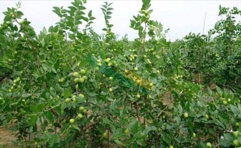 冬枣树苗80~110cm